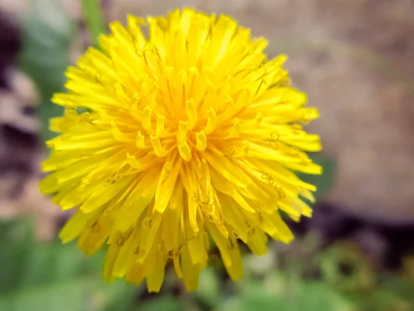 Yellow dandelion flower growing in a spring garden. — Stock Photo, Image