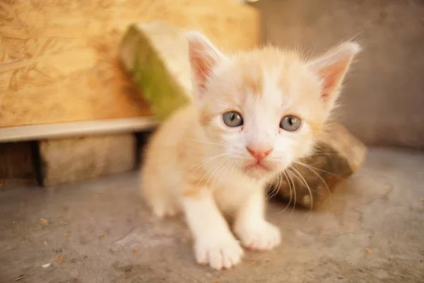 Sevimli kırmızı kedi yavrusu yaz bahçesinde oturan — Stok fotoğraf