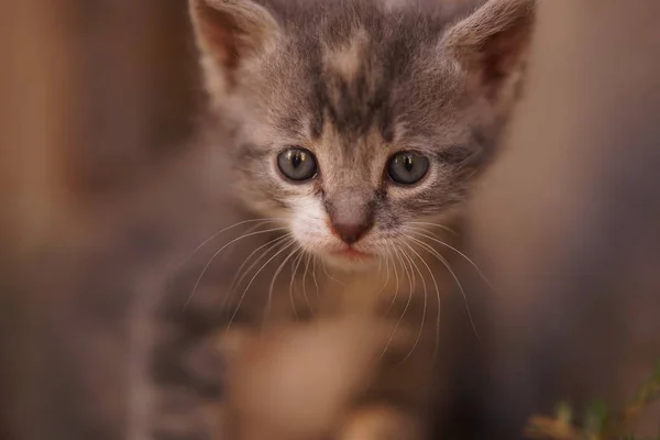 Gris claro manchado pequeño gatito, primer plano retrato —  Fotos de Stock