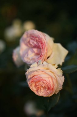 soluk pembe gül çalı yaz bahçesinde büyümek