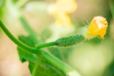 genç küçük salatalık yakın bir dal da büyümek