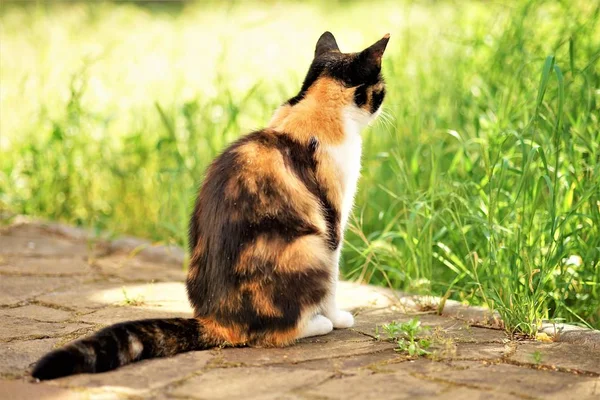 Maneki neko tricolor gato sentado no pátio de verão e olhando para a grama — Fotografia de Stock