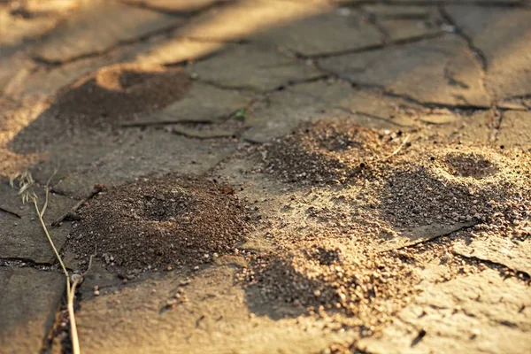 Pequeños nidos de hormigas en el suelo de piedra de azulejos salvajes en el patio soleado — Foto de Stock