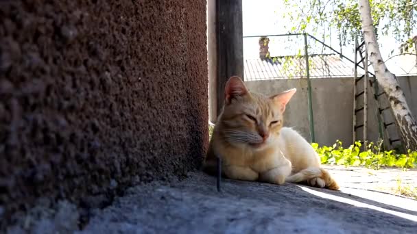 Orange Cat Lies Stone Floor Shadow House Summer Day Rural — стоковое видео