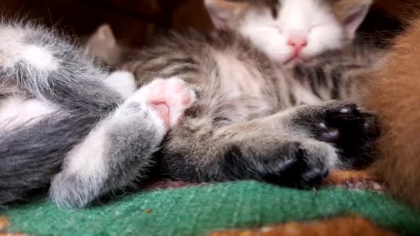 Pattes Chats Tremblent Pendant Sommeil Une Famille Petits Chatons Endormis — Video