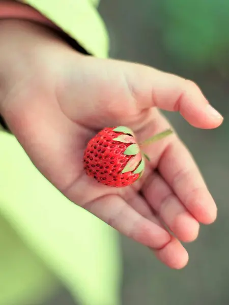 Eine erdbeerreife Beere liegt in der Hand eines Kindes — Stockfoto