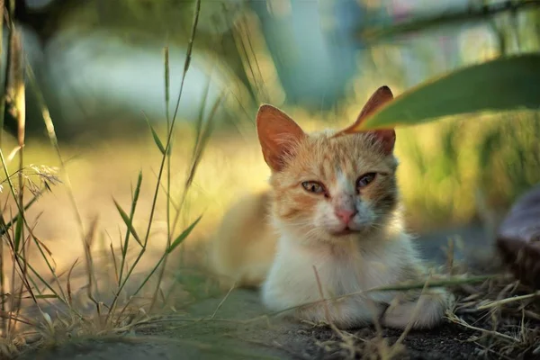 Грязная бело-оранжевая кошка отдыхает в сельской местности — стоковое фото