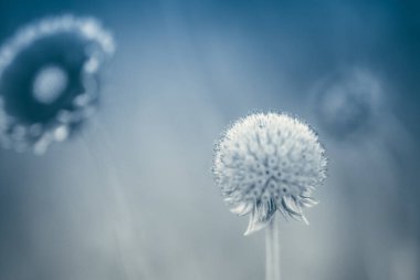 yuvarlak çiçek tomurcuk yakın alanda