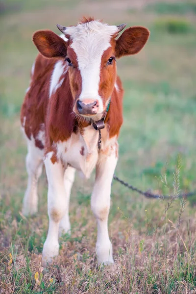 Vaca marrón-blanca pastando en un campo de verano —  Fotos de Stock