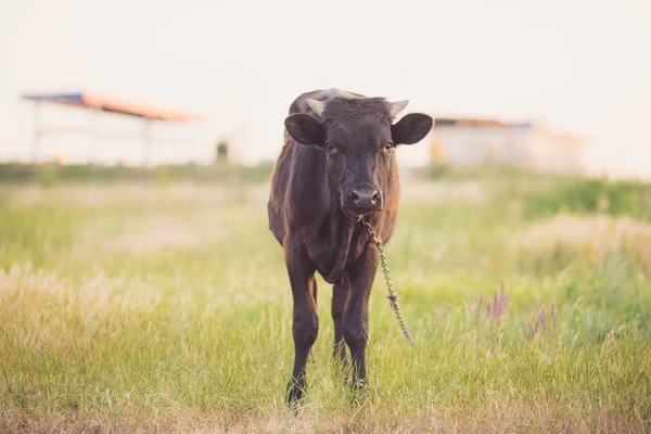 Retrato de un toro de cuernos negros en un campo de verano — Foto de Stock