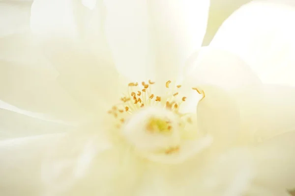 Bílá růžová fotka s výpomocí a okvětí — Stock fotografie
