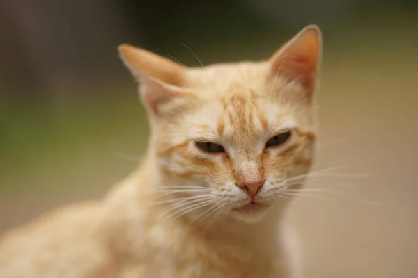 Schattige gember kat close-up portret buiten. — Stockfoto