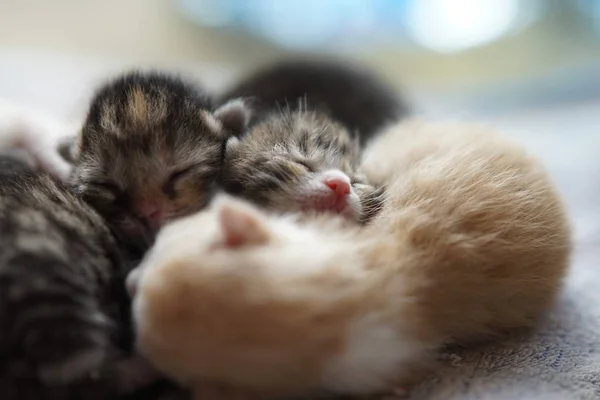 Newborn kittens sleeping, cute baby animals sleep — Stock Photo, Image
