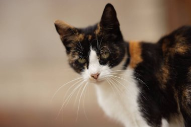 maneki neko üç renkli kedi dış portre closeup