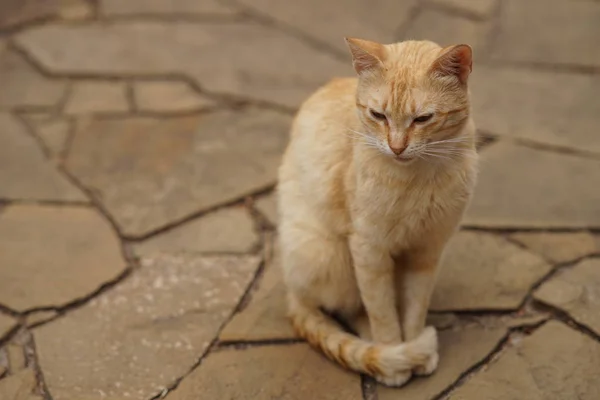 Gato vermelho bonito sentado em um chão de pedra selvagem, retrato de um animal de estimação ao ar livre — Fotografia de Stock