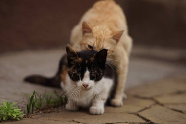 Evcil kediler, miyrelik eyleminde. Kedi sevişmek, seks yapmak