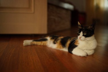 Güzel calico kedi yerde yatan, para şans kedi, Maneki Neko