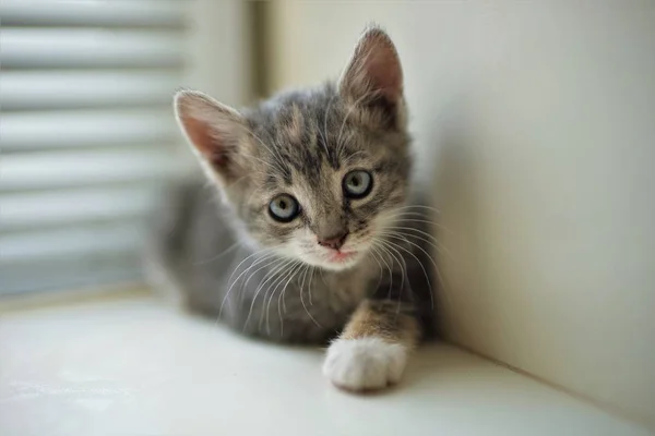 Pequeno cinza gatinho, bonito retrato de perto — Fotografia de Stock