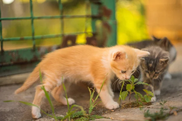 Dua anak kucing kecil mengendus rumput hijau di lantai batu — Stok Foto