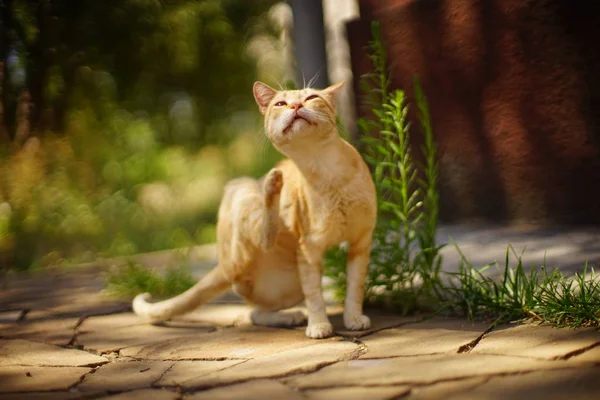 Τζίντζερ πόδι γάτα γρατζουνιές πίσω από το αυτί, υπαίθριο καλοκαιρινό πορτρέτο. — Φωτογραφία Αρχείου