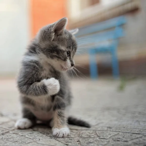 Komik gri kedi yavrusu bir boksör gibi yumruğunu tutar — Stok fotoğraf
