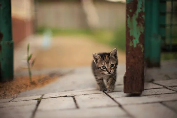 Piccolo gattino tabby sgattaiola lungo la recinzione . — Foto Stock