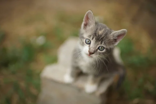 Pequeno gatinho cinza pálido com manchas brancas, close-up retrato — Fotografia de Stock