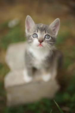 Beyaz lekeler, closeup portre ile küçük soluk gri kedi yavrusu