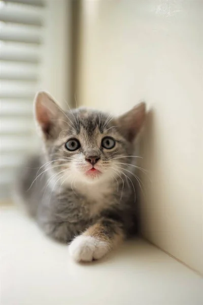 Pequeño gatito gris, lindo retrato de cerca —  Fotos de Stock