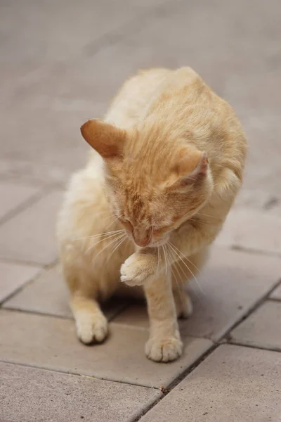 Gember kat zit op een tegelvloer en reinigt een poot. — Stockfoto