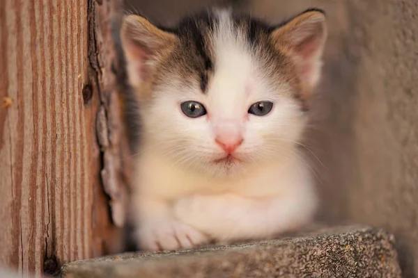 Kahverengi lekeler ile beyaz küçük bebek kedi yavrusu, sevimli kedicik portre kadar yakın — Stok fotoğraf