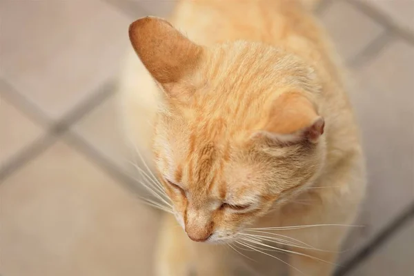 Pálido jengibre gato sentado en la calle, cerca de retrato, se centran en la cara —  Fotos de Stock