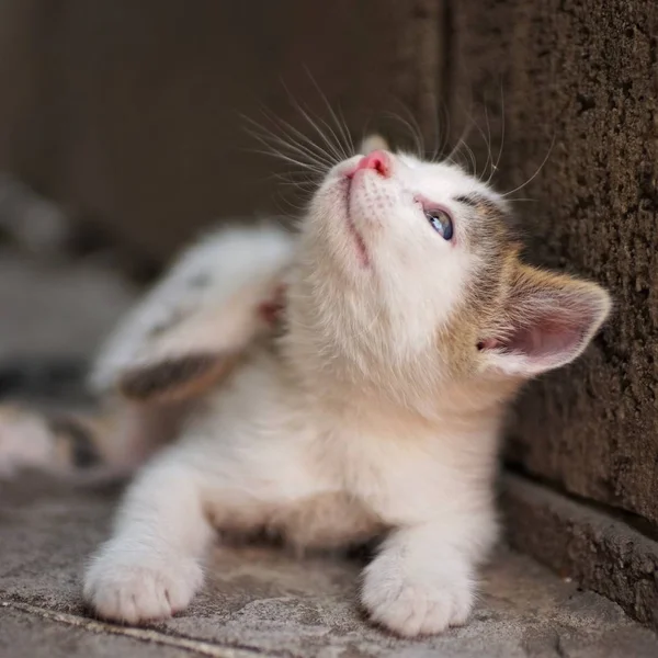 Kätzchen Pfote kratzt hinter dem Ohr, Outdoor-Nahaufnahme Porträt. Flöhe und Zecken bei Haustieren — Stockfoto