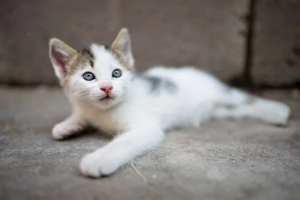 Beyaz küçük kedi yavrusu taş zemin üzerinde yatıyor ve yukarı bakar — Stok fotoğraf