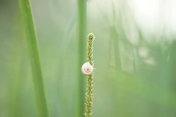 Färskt grönt högt gräs närbild, selektiv fokus — Stockfoto
