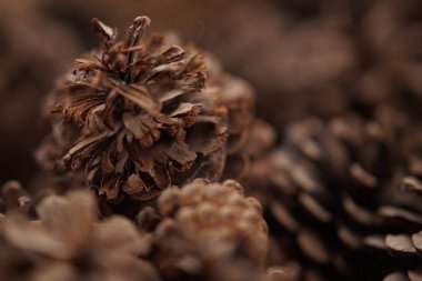 Seçici odak ile hasır sepetçam konileri.