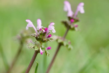 vahşi çiçekler yaz alanında, makro büyümek