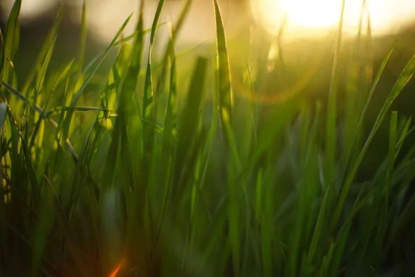 Hierba fresca de primavera verde con sol. Enfoque suave. Antecedentes — Foto de Stock