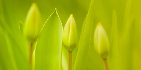 Зелені молоді тюльпани ростуть у весняному саду — стокове фото