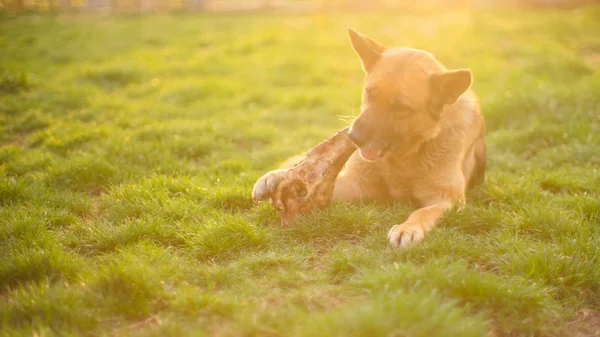 Немецкая овчарка ест огромную кость, домашнее животное лежит на зеленой весенней лужайке — стоковое фото