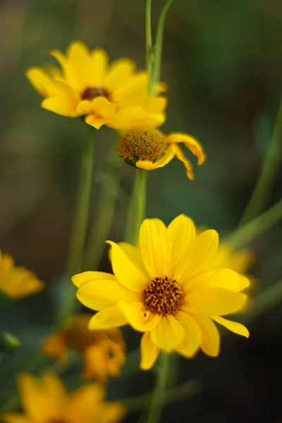Sárga Rudbeckia virágok nőnek a nyári kert. — Stock Fotó
