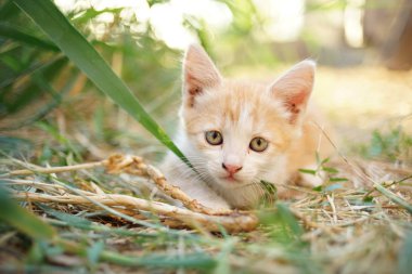 soluk kırmızı beyaz kedi yavrusu çim, güneşli bir gün yatıyor