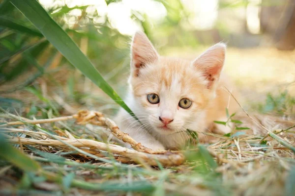 Bleke rood wit kitten ligt in het gras, zonnige dag — Stockfoto
