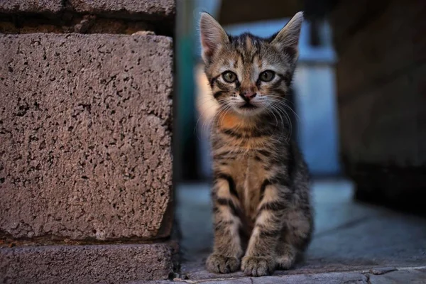 Tabby kitten sitting in the courtyard on the stone floor — Stock Photo, Image