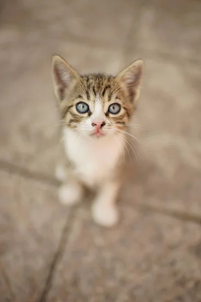 Gray-white tabby kitten sitting in the yard on a stone floor — Stock Photo, Image