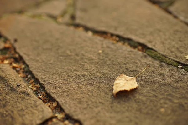 Foglia secca di betulla sul pavimento di pietra selvatica all'aperto — Foto Stock