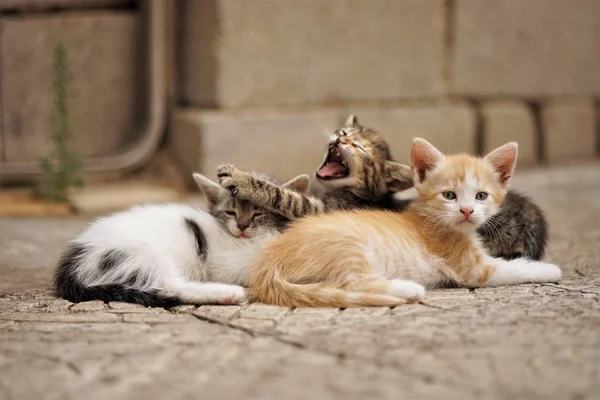 Schattige kleine kittens slapen buitenshuis op de stenen vloer — Stockfoto