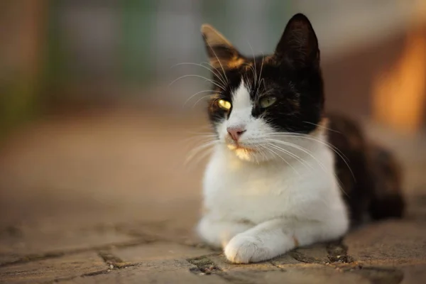 Tricolor kitty lies on the stone floor in a summer yard, domestic animals relaxing outdoor, maneki neko cat. — Stock Photo, Image