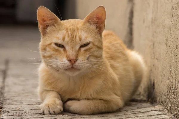 Ωραίο τζίντζερ γάτα που βρίσκεται στο δρόμο, κατοικίδιο ζώο Χαλαρώστε υπαίθρια. — Φωτογραφία Αρχείου