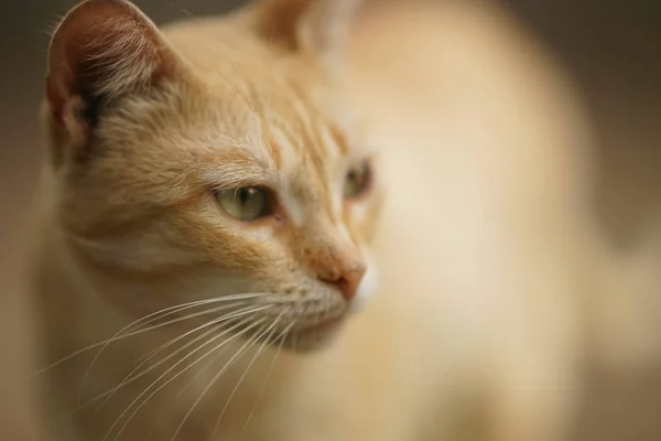 Bonito retrato de jengibre gato de cerca cara —  Fotos de Stock